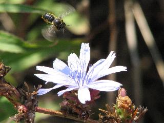 Biene und Wegwarte